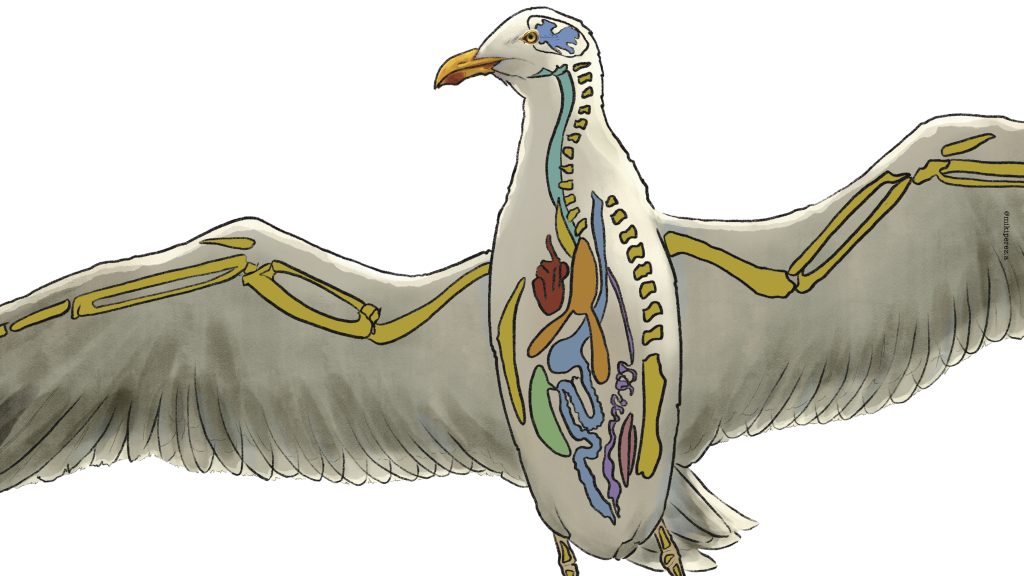 gaviota